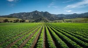 اراضي زراعية